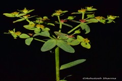 Euphorbia prolifera